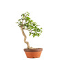 Euonymus spp. - B5218