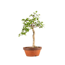 Euonymus spp. - B5218