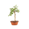Euonymus spp. - B5218