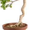 Euonymus spp. - B5218