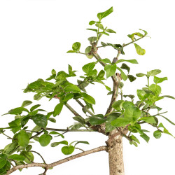 Euonymus spp. - B5218