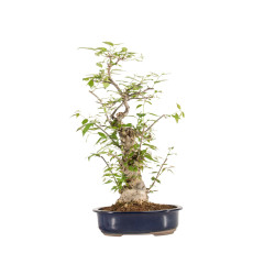 Ilex serrata - B5219