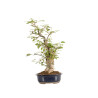 Ilex serrata - B5219