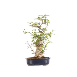 Ilex serrata - B5219