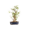 Ilex serrata - B5219