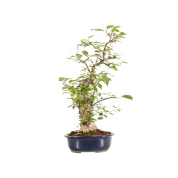 Ilex serrata - B5219