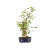 Ilex serrata - B5219