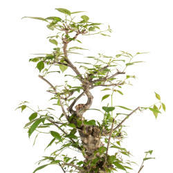 Ilex serrata - B5219