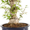 Ilex serrata - B5219