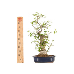 Ilex serrata - B5219