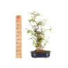Ilex serrata - B5219
