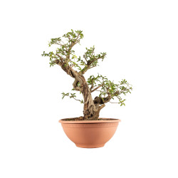 Punica granatum nejikan -...
