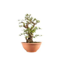 Punica granatum nejikan - B5221