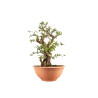Punica granatum nejikan - B5221