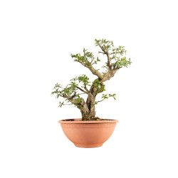 Punica granatum nejikan - B5221