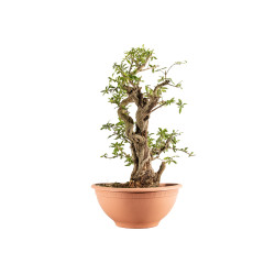 Punica granatum nejikan - B5221