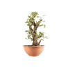 Punica granatum nejikan - B5221