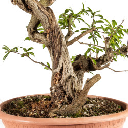 Punica granatum nejikan - B5221