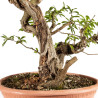 Punica granatum nejikan - B5221