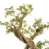 Punica granatum nejikan - B5221