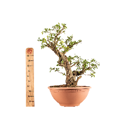 Punica granatum nejikan - B5221