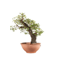 Ulmus minor corticosa - B4626