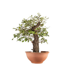 Ulmus minor corticosa - B4626