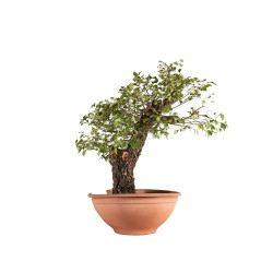 Ulmus minor corticosa - B4626