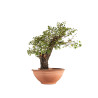 Ulmus minor corticosa - B4626