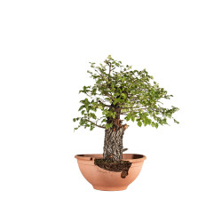 Ulmus minor corticosa - B4626