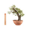 Ulmus minor corticosa - B4626