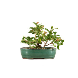Chaenomeles japonica - B5260