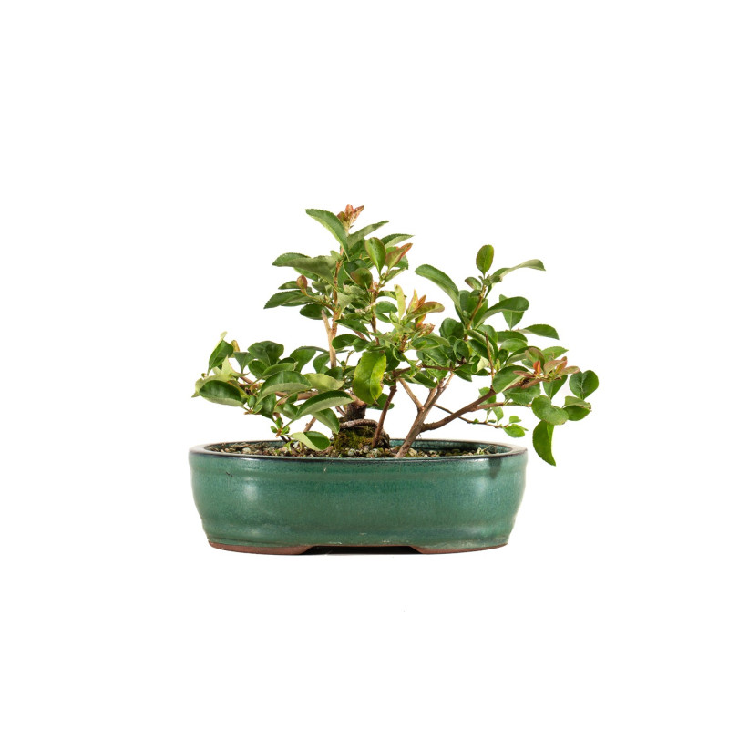 Chaenomeles japonica - B5260