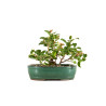 Chaenomeles japonica - B5260