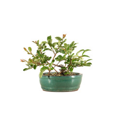 Chaenomeles japonica - B5260
