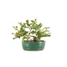 Chaenomeles japonica - B5260