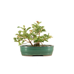 Chaenomeles japonica - B5260