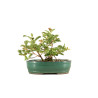 Chaenomeles japonica - B5260