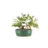 Chaenomeles japonica - B5260