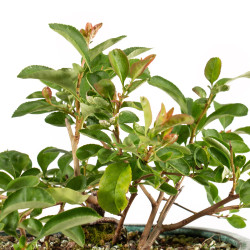 Chaenomeles japonica - B5260