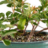 Chaenomeles japonica - B5260