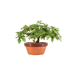 Acer nioi - B5263
