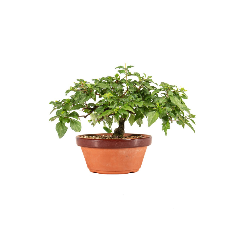Acer nioi - B5263