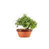 Acer nioi - B5263