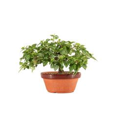 Acer nioi - B5263