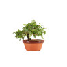 Acer nioi - B5263