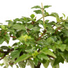 Acer nioi - B5263