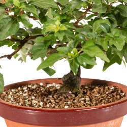 Acer nioi - B5263