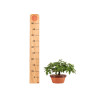Acer nioi - B5263