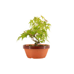 Acer palmatum yamamomiji -...